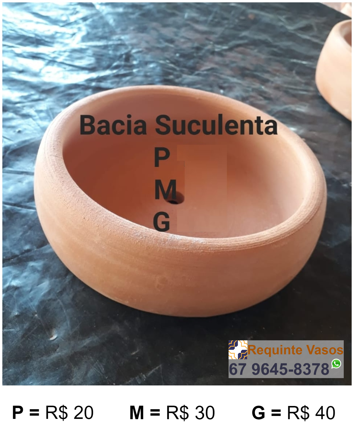 BACIA SUCULENTA.png